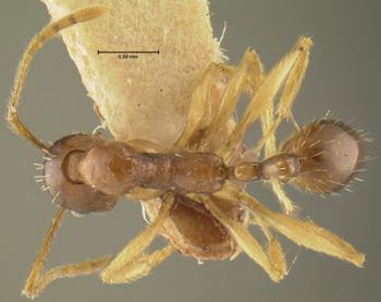 Media type: image; Entomology 20616   Aspect: habitus dorsal view